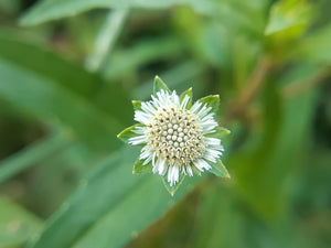 Herbal Supplements: Nature